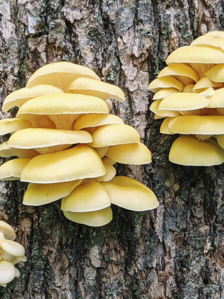 Clusters of pale yellow oyster mushrooms (likely Pleurotus citrinopileatus, golden oyster mushrooms) growing in layered shelves from the bark of a tree trunk, with textured bark and a softly blurred forest background.