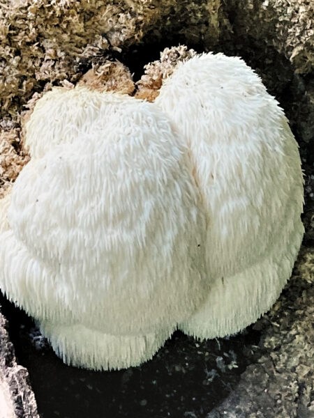Lions Mane mushroom (Hericium erinaceus) with a dense, shaggy, white appearance resembling a pom-pom or lion’s mane, growing from a decaying hardwood log surrounded by sawdust and wood debris.