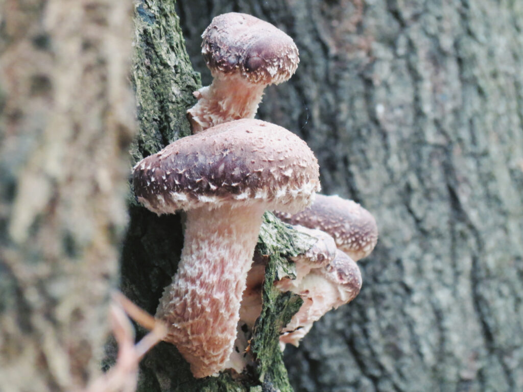 A cluster of shiitake mushrooms (Lentinula edodes) with textured, brown caps and white gills grows from the bark of a tree. The rough tree bark and natural lighting highlight the mushrooms' thick stems and scaly surface.