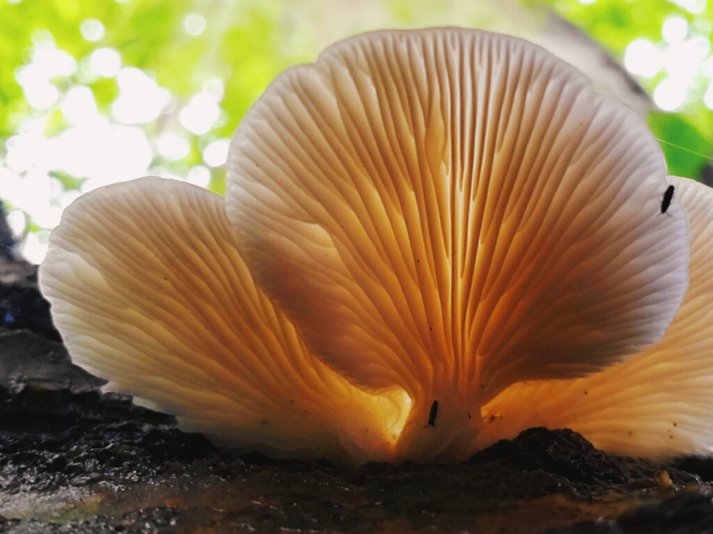 Backlit cluster of oyster mushrooms (Pleurotus ostreatus) growing on decaying wood, showcasing their delicate, fan-shaped gills glowing with warm light against a blurred green forest canopy.