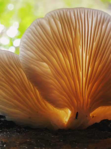Backlit cluster of oyster mushrooms (Pleurotus ostreatus) growing on decaying wood, showcasing their delicate, fan-shaped gills glowing with warm light against a blurred green forest canopy.