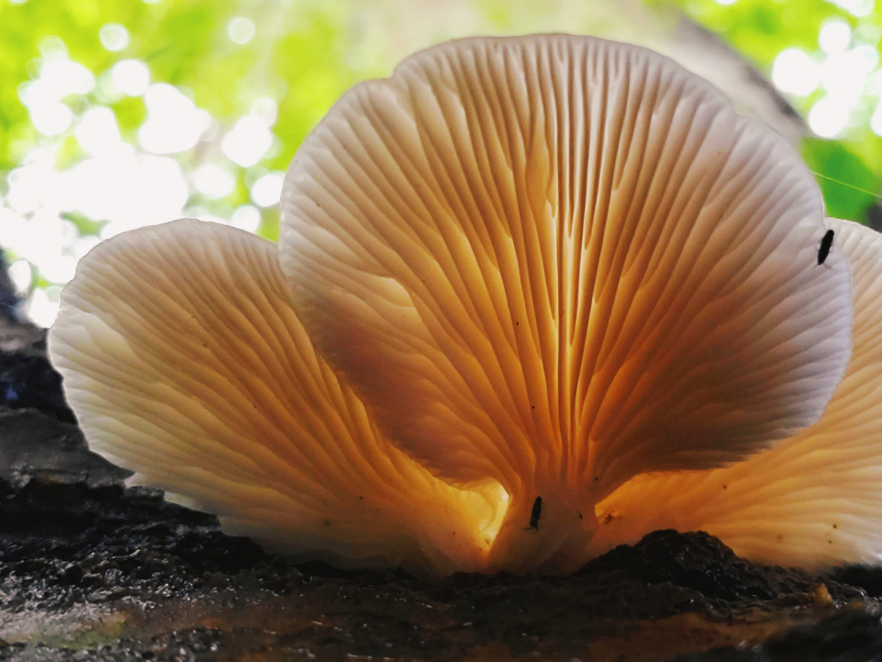 Backlit cluster of oyster mushrooms (Pleurotus ostreatus) growing on decaying wood, showcasing their delicate, fan-shaped gills glowing with warm light against a blurred green forest canopy.