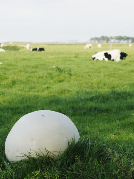 A large white giant puffball mushroom (Calvatia gigantea) growing in a lush green pasture, with grazing cows in the background under a partly cloudy sky.
