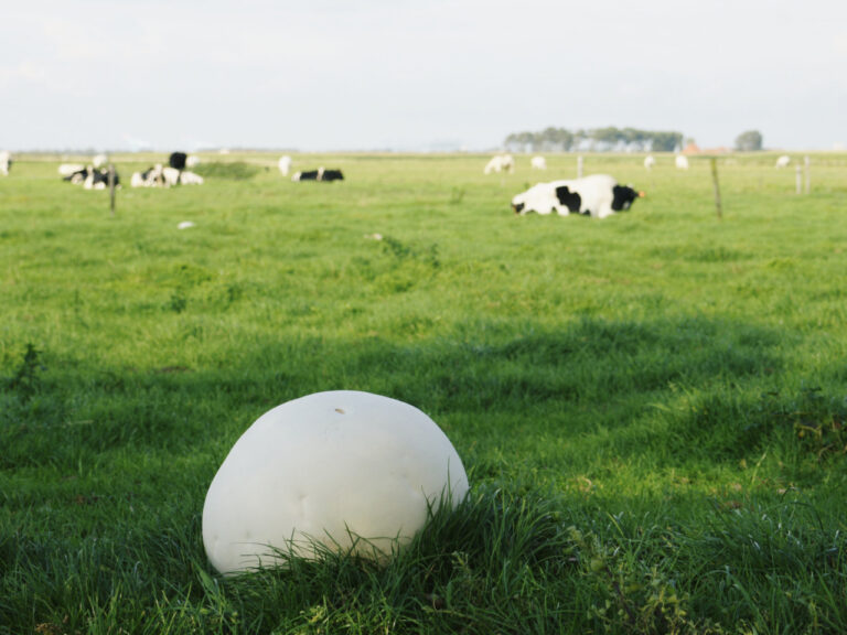 A large white giant puffball mushroom (Calvatia gigantea) growing in a lush green pasture, with grazing cows in the background under a partly cloudy sky.