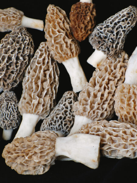 A variety of fresh morel mushrooms (Morchella species) displayed on a black background, showcasing their signature honeycomb-like caps and stout white stems in shades of tan, gray, and brown.