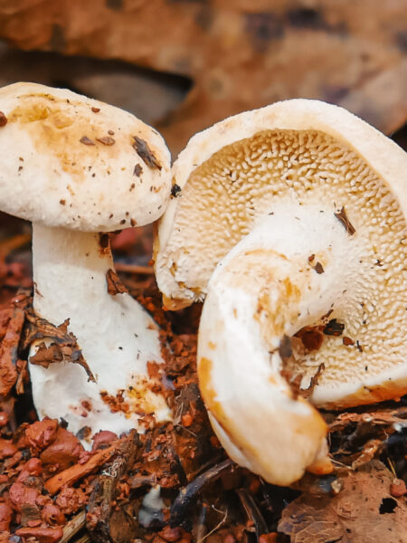 Two hedgehog mushrooms (Hydnum repandum) with creamy white caps and distinct tooth-like spines instead of gills, growing from red clay soil and surrounded by dried leaves and forest floor debris.