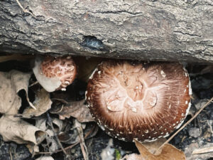 Shiitake mushrooms (Lentinula edodes) growing from the base of a decaying log, with their distinctive cracked brown caps pushing up through leaf litter and forest debris in a shaded woodland setting.