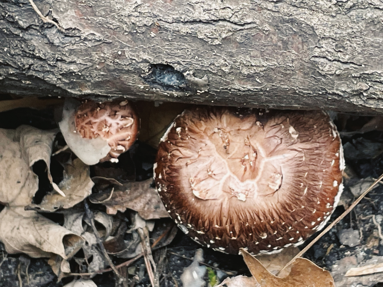 Shiitake mushrooms (Lentinula edodes) growing from the base of a decaying log, with their distinctive cracked brown caps pushing up through leaf litter and forest debris in a shaded woodland setting.