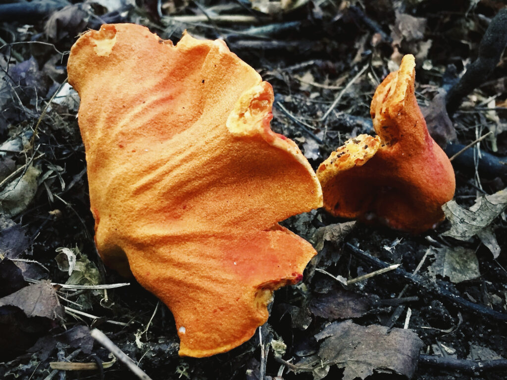 Bright orange lobster mushrooms (Hypomyces lactifluorum) with irregular, wrinkled caps emerging from a forest floor covered in dark soil, dry leaves, and twigs, captured in natural diffused lighting.