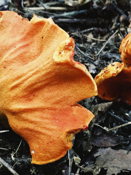 Bright orange lobster mushrooms (Hypomyces lactifluorum) with irregular, wrinkled caps emerging from a forest floor covered in dark soil, dry leaves, and twigs, captured in natural diffused lighting.