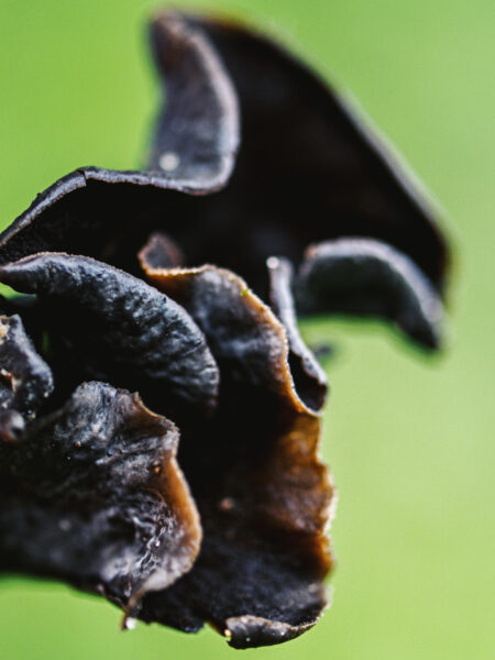 A close-up of a black trumpet mushroom (Craterellus fallax) against a vibrant green background, showing its dark, wavy, funnel-shaped cap with textured and slightly curled edges.
