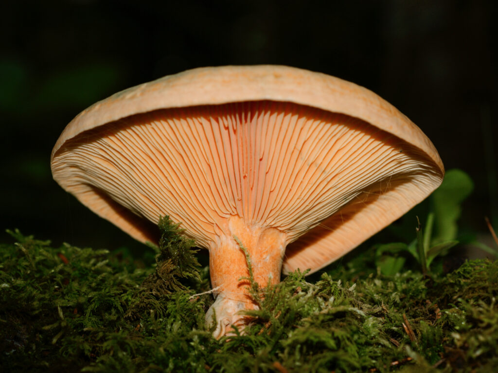 Close-up view of a Lactarius mushroom showing its prominent salmon-colored gills and slightly curved cap. The mushroom is growing from a bed of moss in a forested area, with its stem partially covered by greenery.