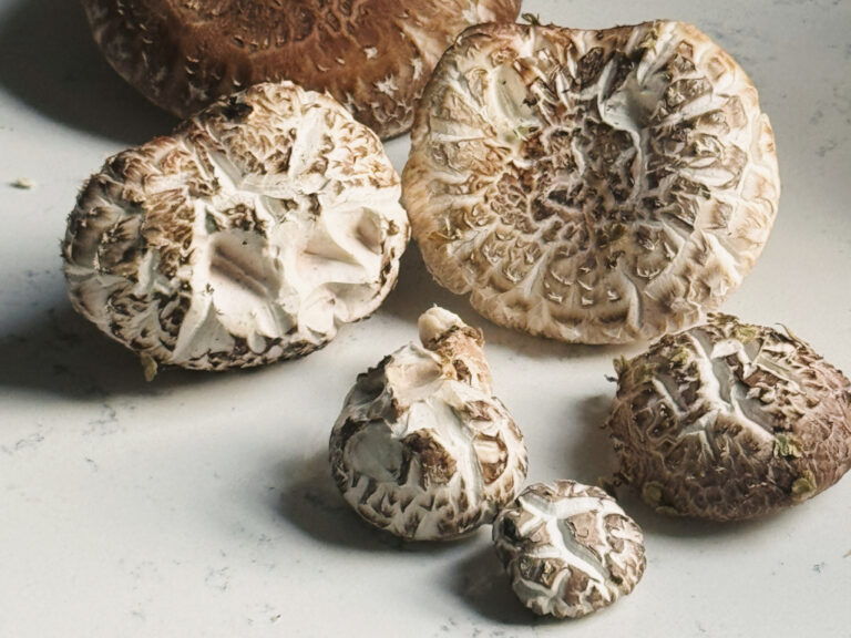 A group of shiitake mushrooms (Lentinula edodes) in various sizes resting on a white countertop. The mushrooms display cracked, textured caps with a mix of light brown and cream tones, revealing their characteristic patterns.