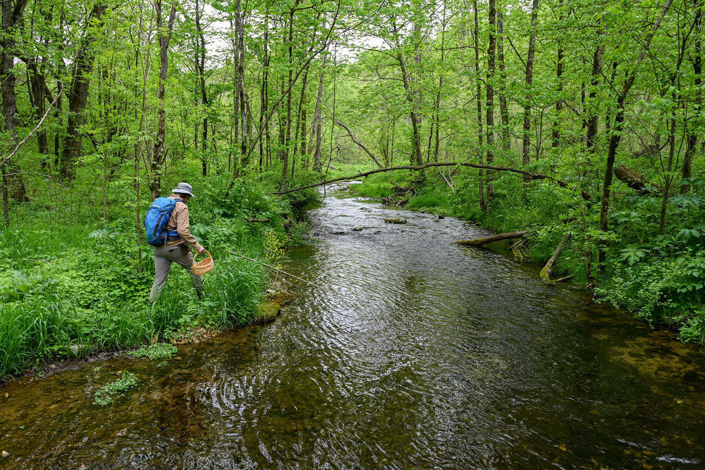 Mushroom forager walking in a very green forest next to a creek with basket in hand.