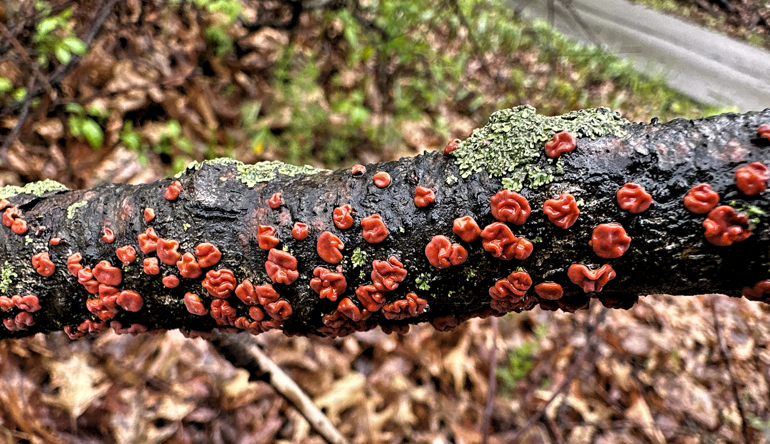 Numerous small, bright red, wrinkled Peniophora rufa fungi (Wrinkled Disk) dotting a damp, dark tree branch with patches of green lichen, surrounded by wet autumn leaves in the background.