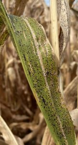 Close-up of a corn leaf heavily infected with tar spot, displaying dense clusters of small, raised black fungal spots across the entire surface. Dry, brown stalks in the blurred background indicate late-season crop conditions.