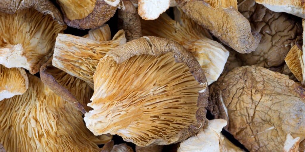 Close-up of dried oyster mushrooms, showing their wrinkled brown caps and cream-colored gills. The mushrooms are layered on top of one another, emphasizing their texture and delicate structure.