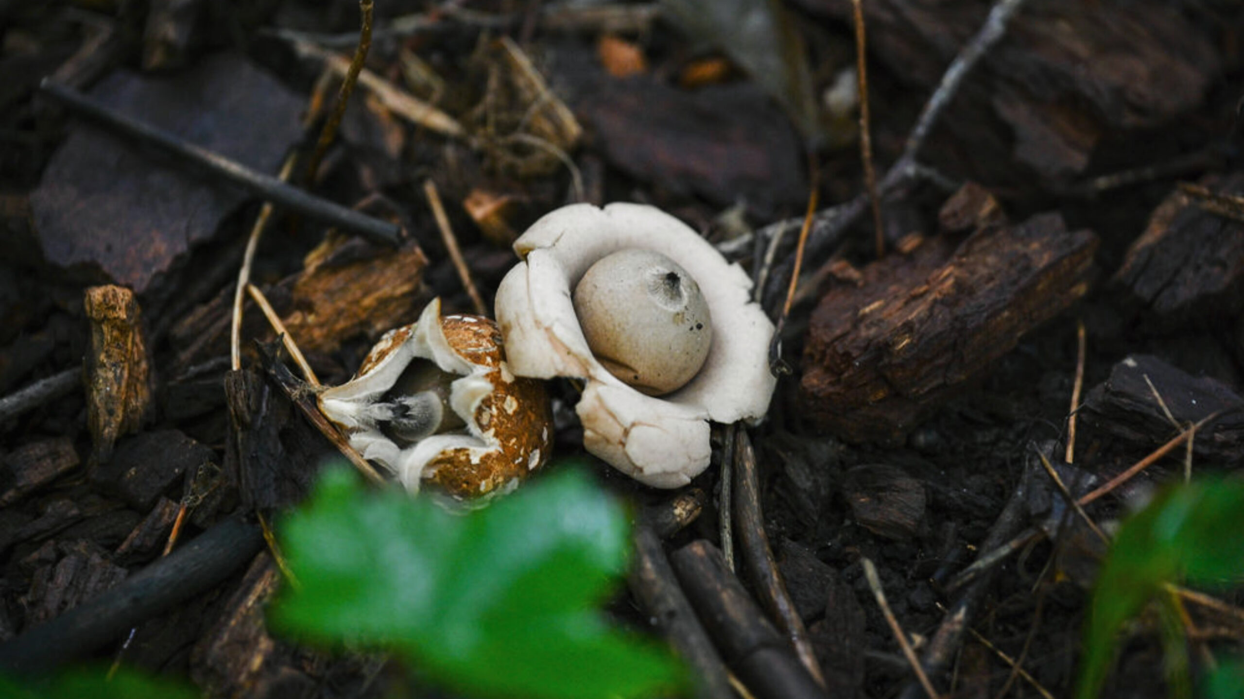 A close-up, low-angle shot of two star-shaped fungi, commonly known as earthstars, on a forest floor. The one on the right is fully opened, with its thick, creamy-white 'petals' peeled back to reveal a round, light brown spore sac in the center. The one on the left is partially broken, showing its interior structure. The fungi are surrounded by dark brown wood chips, twigs, and scattered leaves. A blurry green leaf is visible in the foreground.