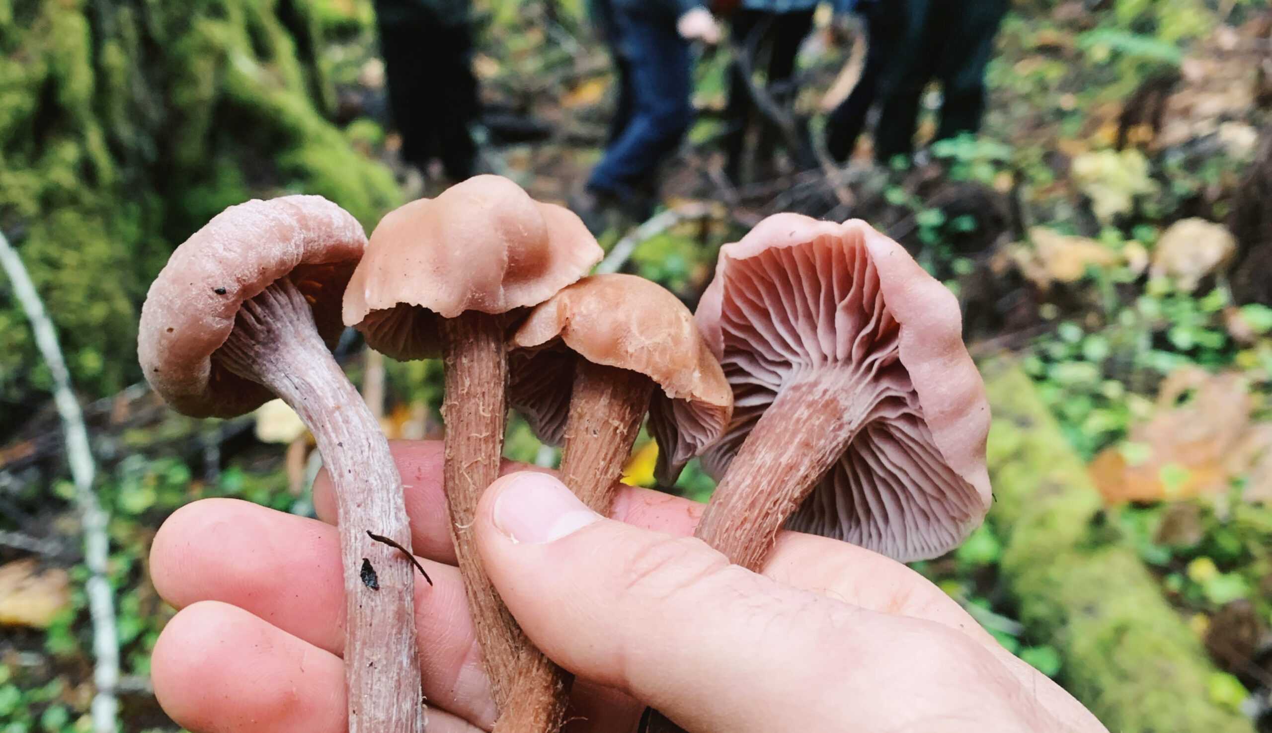 A close-up of a person's hand holding four small, light brown mushrooms in a forest setting. The mushrooms have slender stems and caps that are slightly lighter than the stems. One of the mushrooms is shown from the underside, revealing a network of delicate, pale pink gills. In the blurred background, other people are visible amongst moss-covered logs and trees, suggesting a mushroom foraging foray.