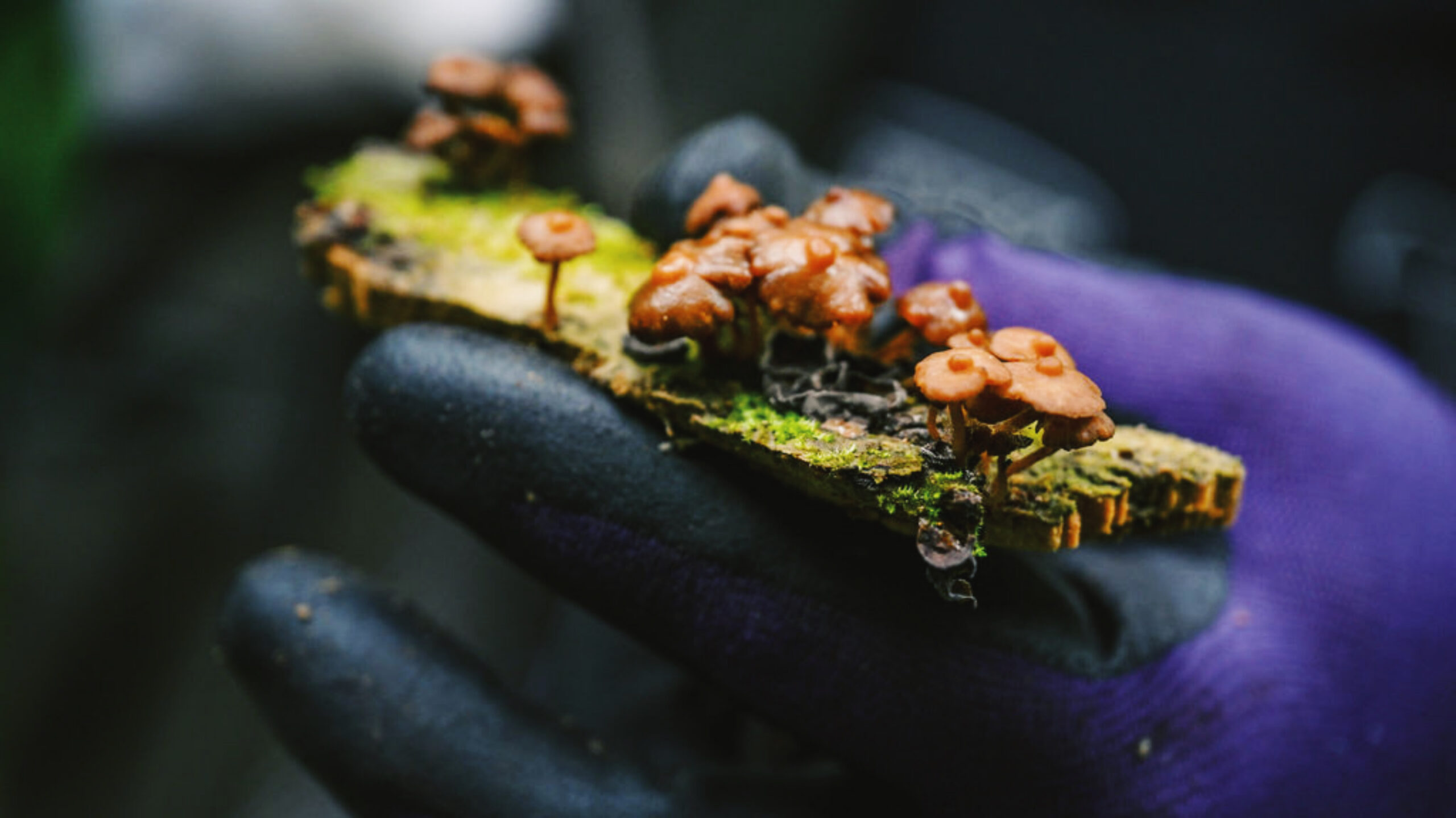 A close-up shot of a person wearing a purple glove, holding a small piece of wood covered in moss and tiny, glossy brown mushrooms. The mushrooms have smooth, rounded caps and are clustered together on the wood. The background is dark and out of focus, highlighting the intricate details of the miniature fungi and the moss.