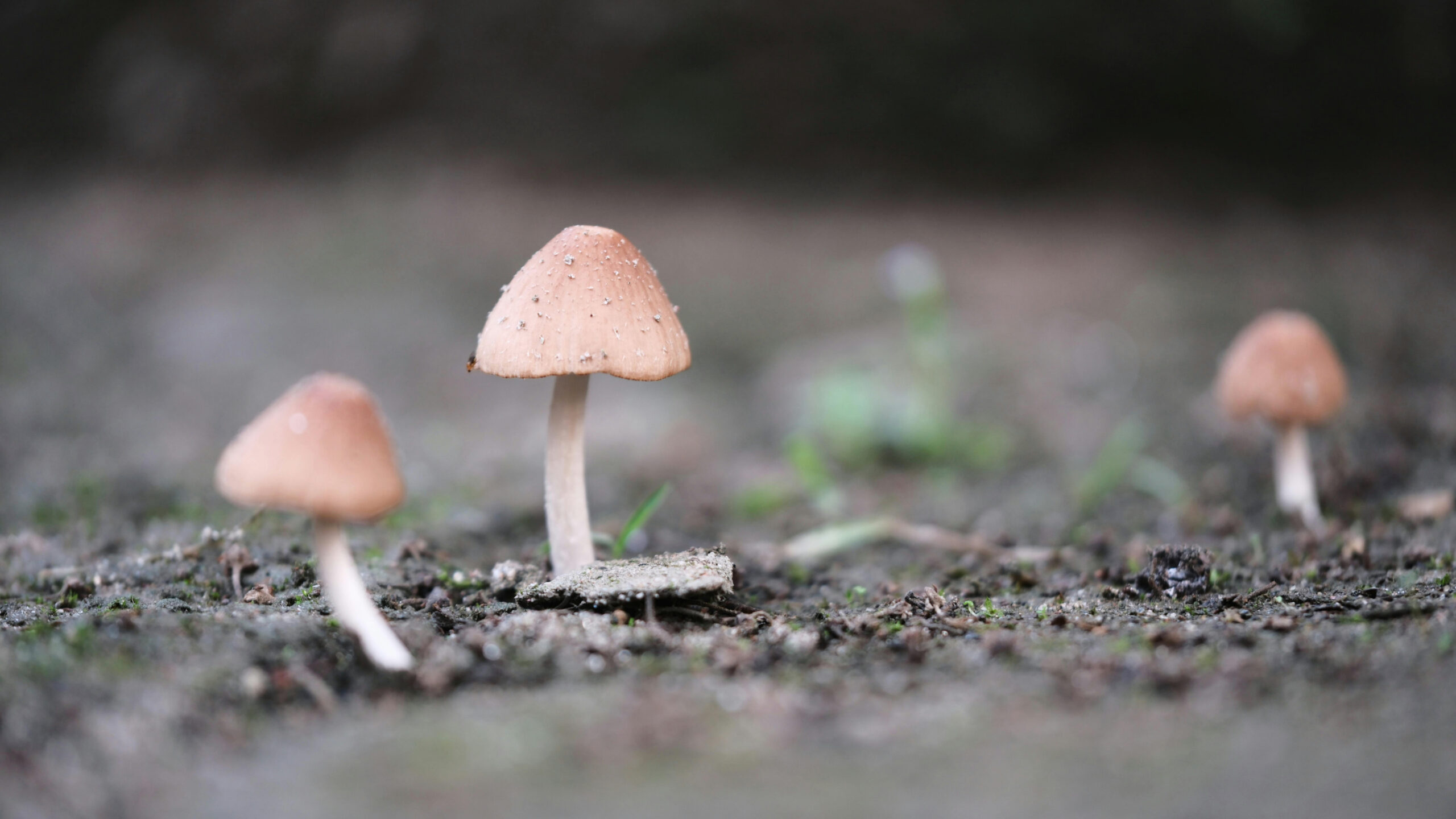 A macro photograph of three small, light brown mushrooms with conical caps, growing out of dark, damp soil. The mushrooms are spaced apart, with the one in the center being in sharp focus and slightly larger than the others, which are out of focus. The background is a blurry mix of green and brown, suggesting a forest floor or garden.