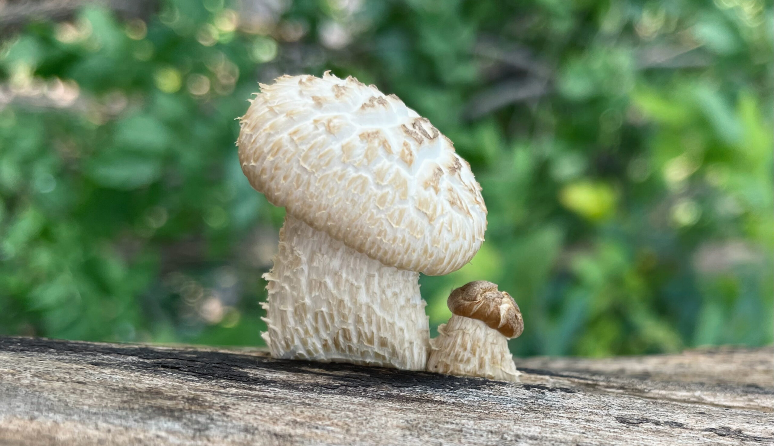 A low-angle close-up of two mushrooms, one large and one small, growing side-by-side on a fallen log. The larger mushroom has a thick, shaggy-textured stem and a broad, off-white cap with a cracked, net-like pattern. The small mushroom is a miniature version, with a similar textured stem and a darker, brownish cap. The background is a blurry mix of green leaves and foliage.