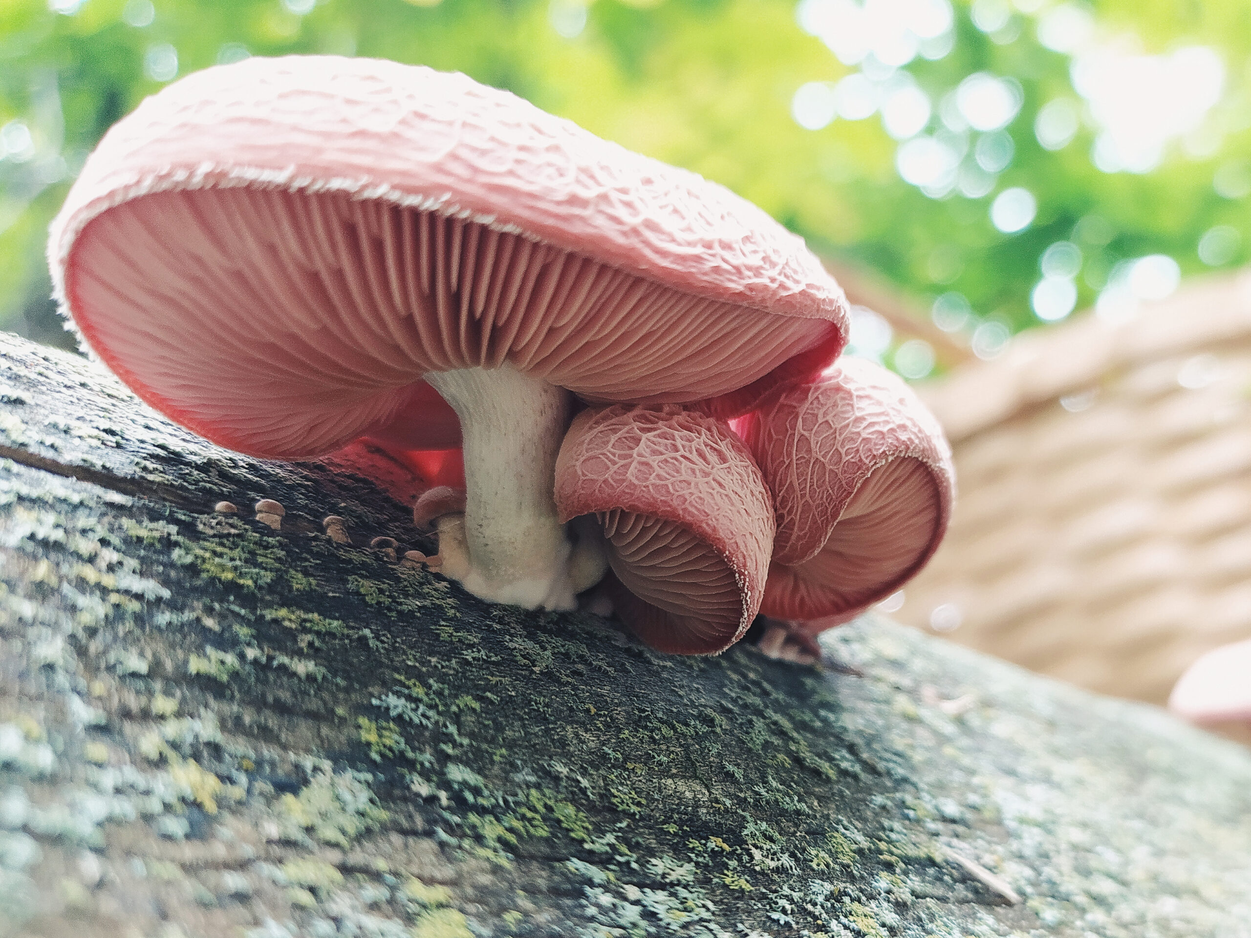 A cluster of Wrinkled Peach mushrooms (Rhodotus palmatus) with pale pink to peach-colored, deeply wrinkled caps and prominent gills, growing from a mossy log in a forest setting. The image is taken from a low angle, highlighting the unique cap texture and natural woodland background.