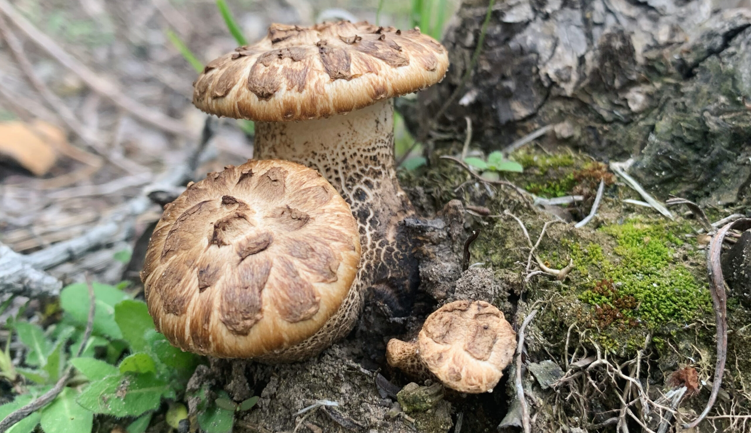 Cluster of Cerioporus squamosus mushrooms (commonly known as Dryad's Saddle) growing at the base of a tree, with scaly brown caps, textured stems, and surrounded by moss, dirt, and small green plants.