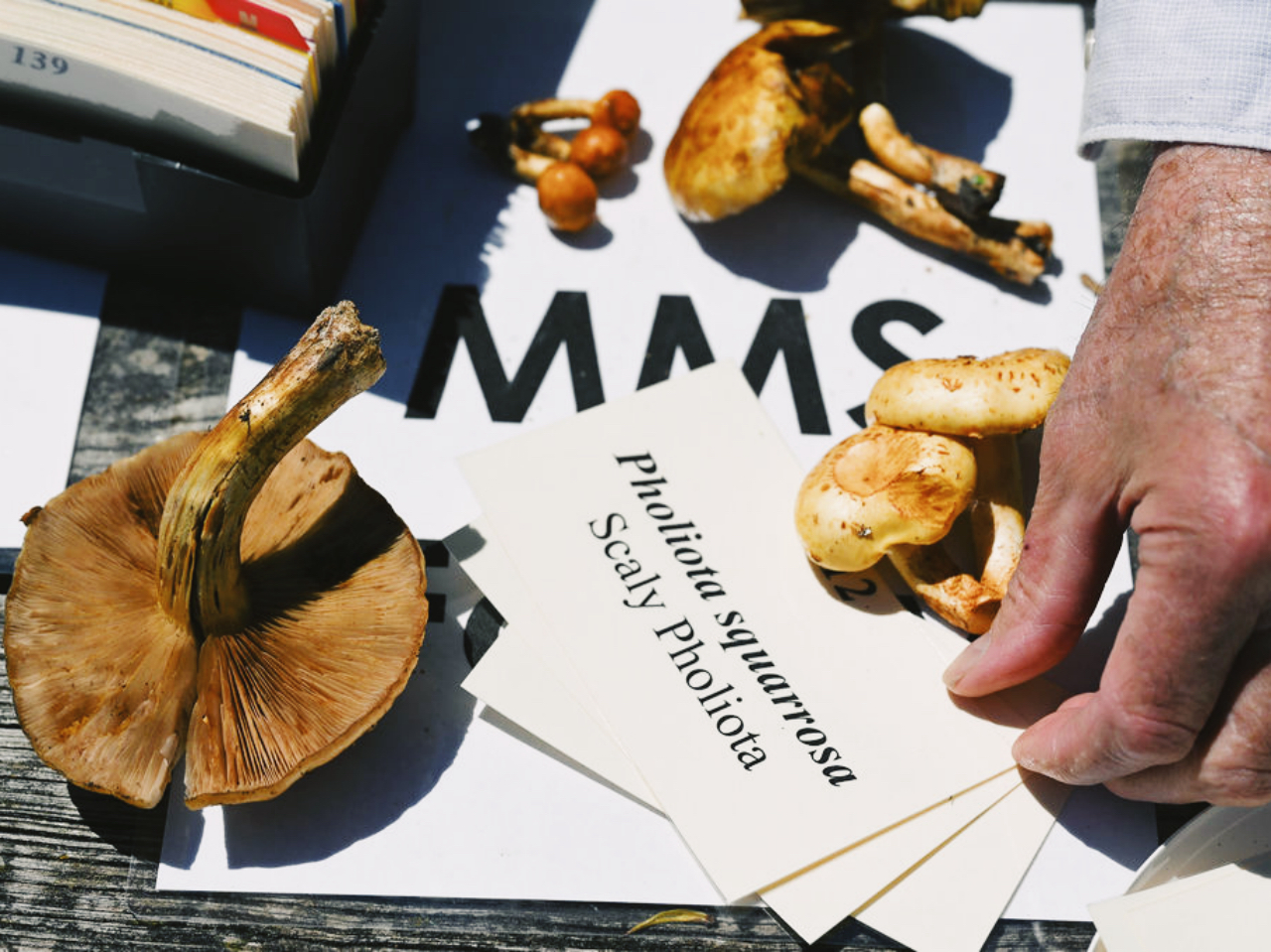 Looking at fungi through a magnifying glass