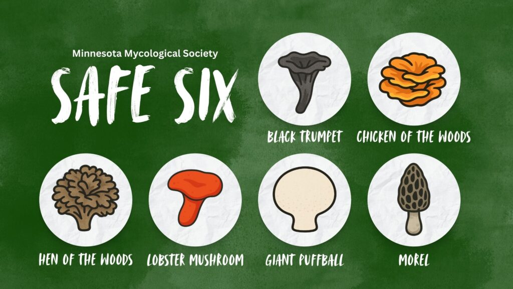 Colorful poster showing fun illustrations of the "safe six" mushrooms that will be among the topics of this class. The safe six are Chicken of the Woods, Giant Puffball, Morel, Lobster Mushroom, Black Trumpet, and Hen of the Woods.