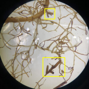 collected DNA samples to identify mycorrhizal communities growing directly with the study seedlings