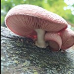 Close-up view of *Rhodotus palmatus* (Wrinkled Peach) mushrooms growing on a mossy log, showing their pink, netted caps and pale gills. The entry is labeled “1st Place Pictorial – Ross Haugsberg – A Peachy Day.”