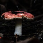 Close-up of two mushrooms in a forest setting: a larger red-capped mushroom with a white stem and soil debris on its cap, and a smaller delicate white mushroom nearby. The photo is titled “5th Place Other – Storrie Havilina-Madsen – Symbiosis.”